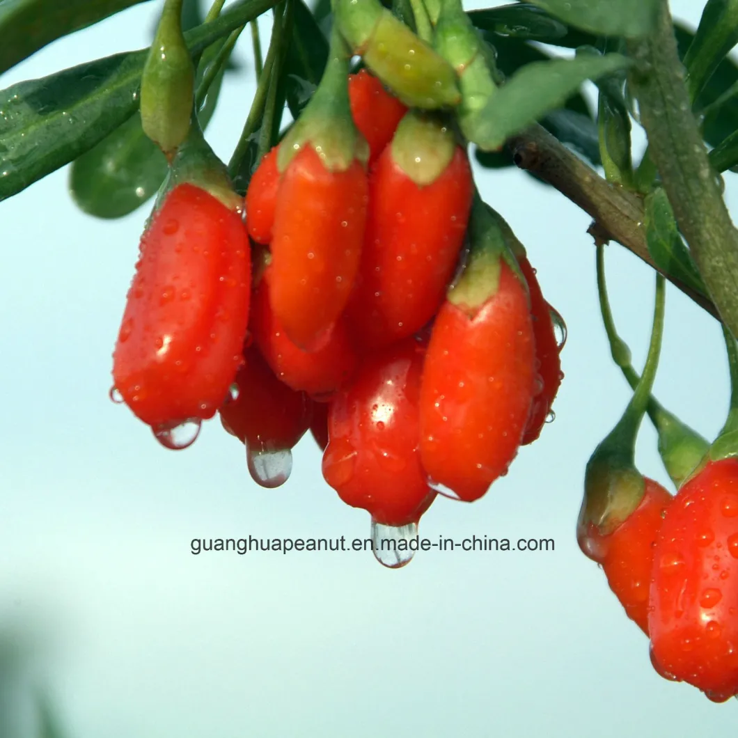 Plump Goji Berries From Ningxia with Natural Nutrition