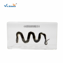 Reptile Water Snake Embedded Specimen