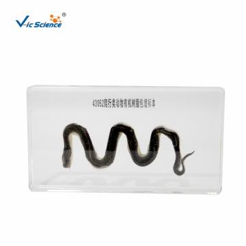 Reptile Water Snake Embedded Specimen