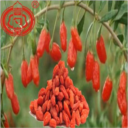 Red Premium Goji Berries Dried Fruit Goji