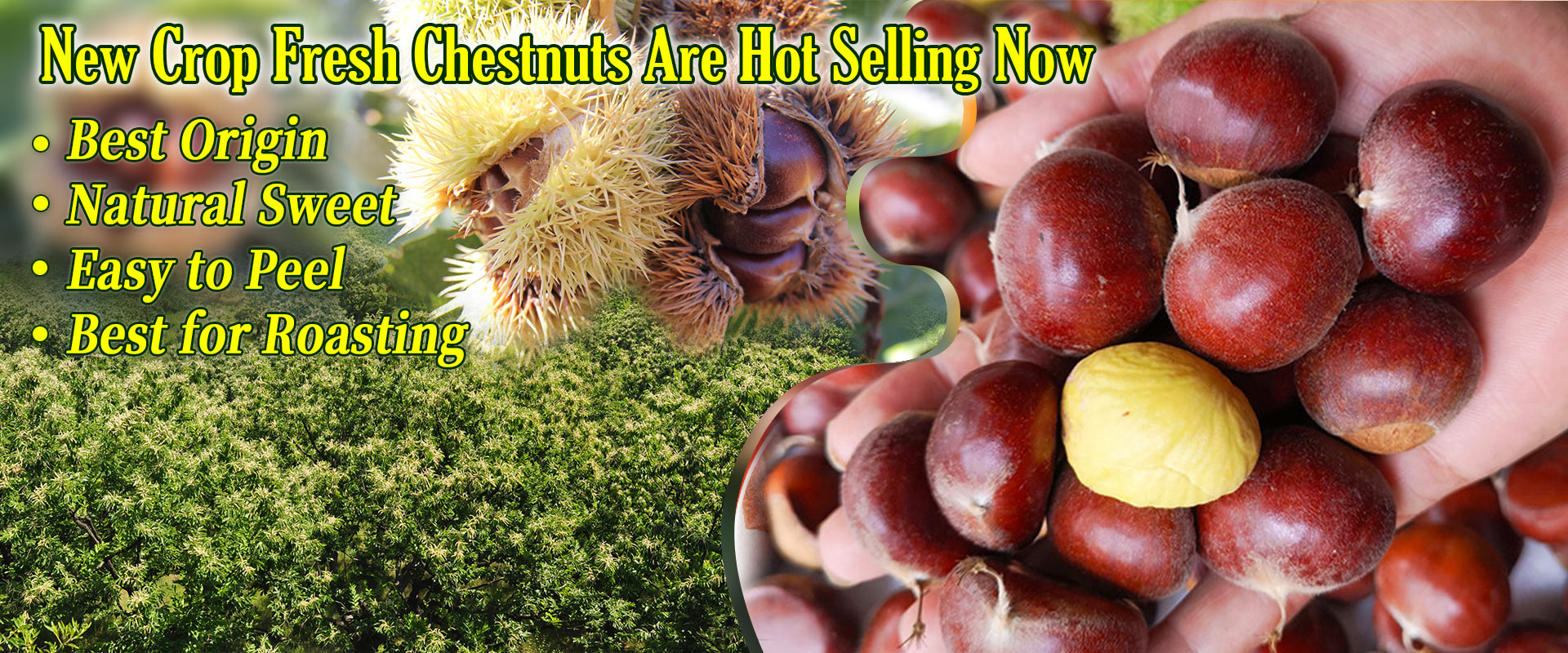Chinese chestnuts for sale