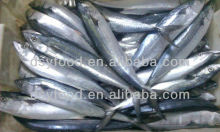 Frozen Spanish Mackerel
