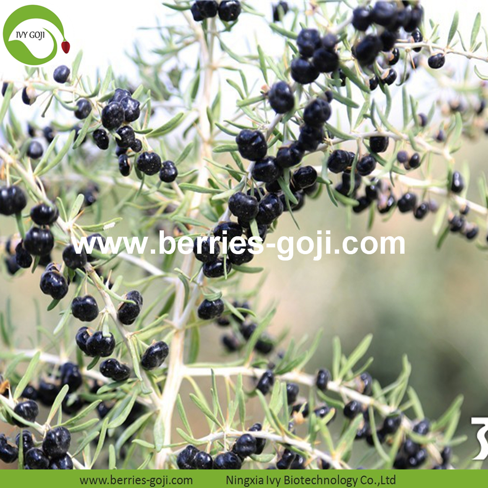 Schwarze Wolfsbeere Black Wolfberry