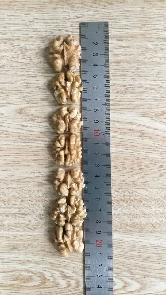 New Harvested High Quality Walnut in Shell