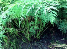 Natural Chuanxiong Rhizoma Lovage Rhizome