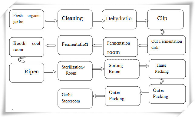 black garlic fermentation process