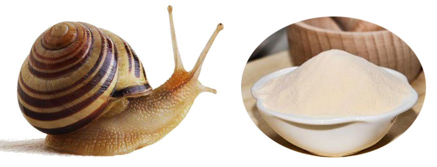 Snail extract Snail protein