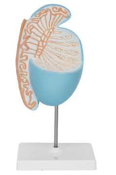 Anatomical models of testicular magnificationl