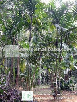 areca triandra outdoor palm trees