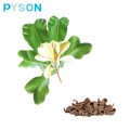 Huile de Magnolia Officinalis 15%