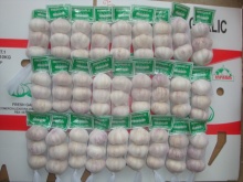 Normal Garlic packed 3pcs bag then 10kg carton