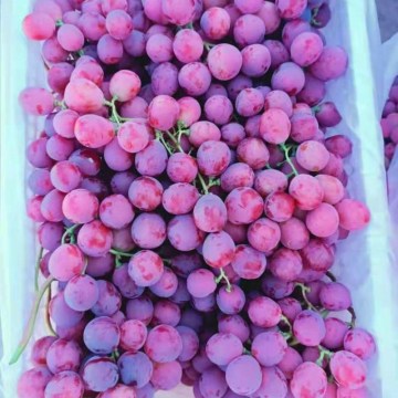 Xinjiang Seedless Good Quality Delicious Red Grapes