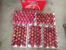 Red Delicious Apple Best