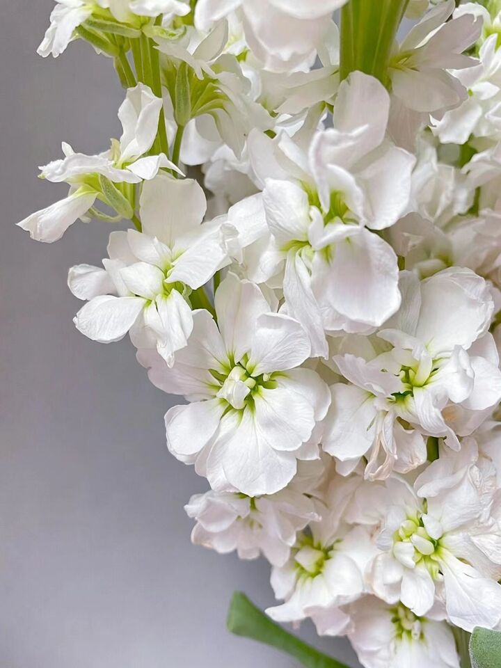 সাদা বেগুনি White Violet