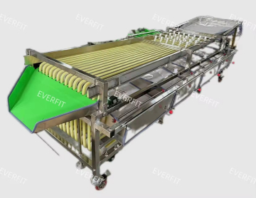 Date Palm Processing: Red Dates Grading Machine
