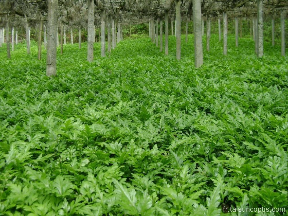 Le copte anti-diarrhéique anti-inflammatoire