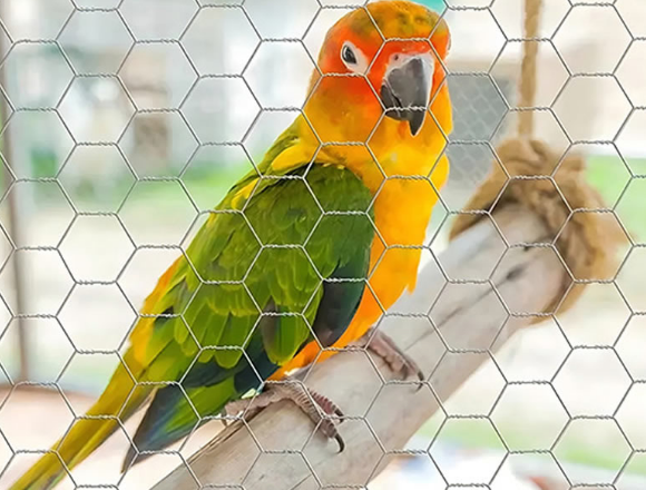 Malla de alambre para loros Parrot wire mesh
