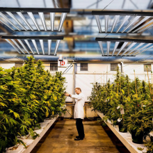 LED Grow Light replacing T8 Tube