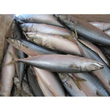 competitive products frozen pacific mackerel fish