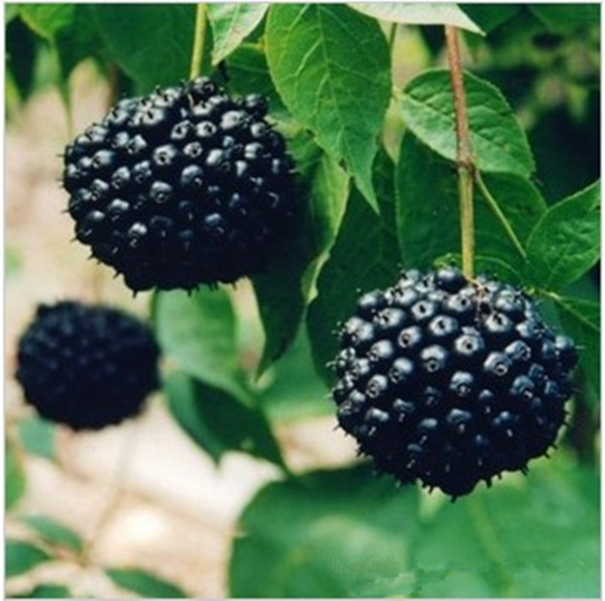 Siberian Ginseng powder