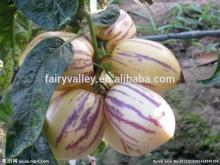 Hybrid F1 Pepino Seed Pepino Cucumber Seeds For Cultivation