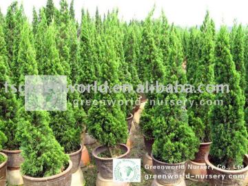 Juniperus chinensis small size potted