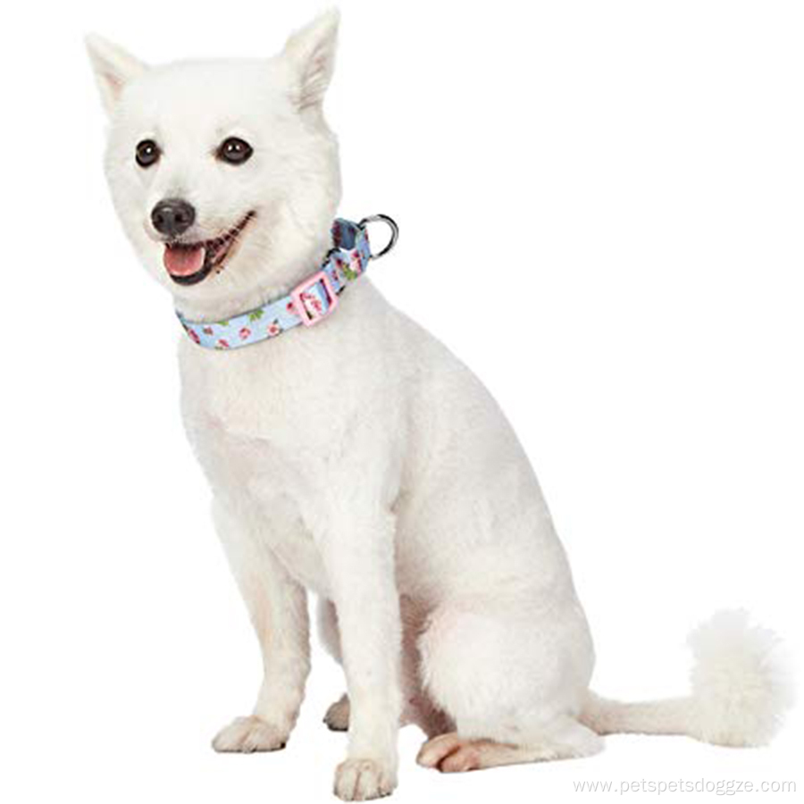 Safety Training Martingale Dog Collar No Buckle