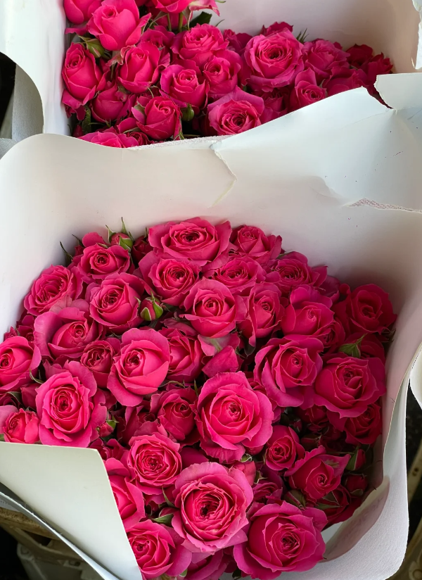 সোফির রোজ Sophy's Rose