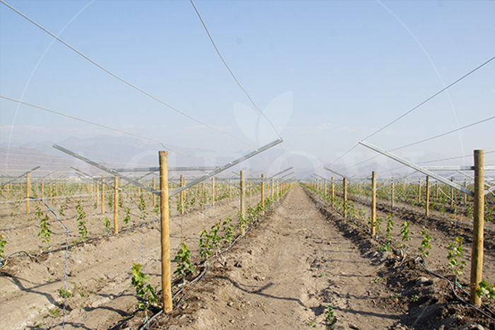 Grape trellis hops trellises