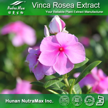 100% Vinca Rosea Extract (Catharanthine >95%, Vinpocetine > 98%)