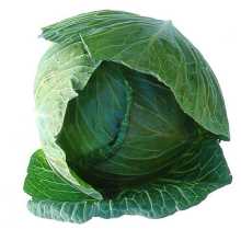 Fresh Beijing Cabbage