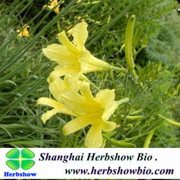 Hemerocallis citrina Baroni seeds for sale