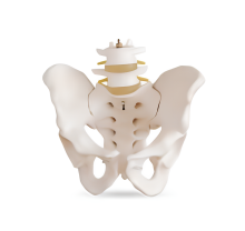 Skeletal Pelvis with Two Lumbars