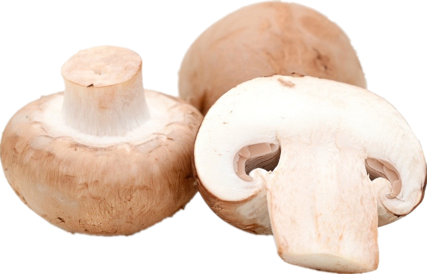 Mushroom640-1.png