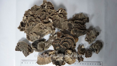 Dried turkey tail,Trametes versicolor,Coriolus versicolor,Polyporus versicolor