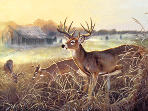 3d Optical Illusions Picture?