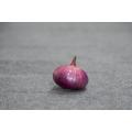 Fresh Onion In Bulk Cheap Red