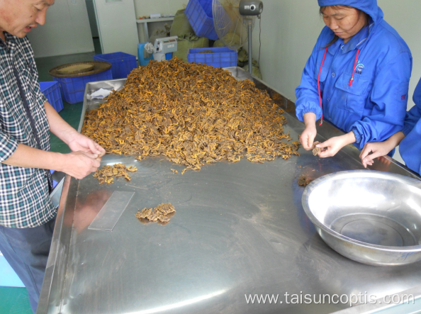 huang lian gold thread plant Coptis