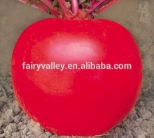Hybrid F1 red radish seeds chinese vegetable seeds for Growing-Red Happiness