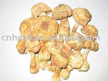 Dried Agaricus Blazei Murrill