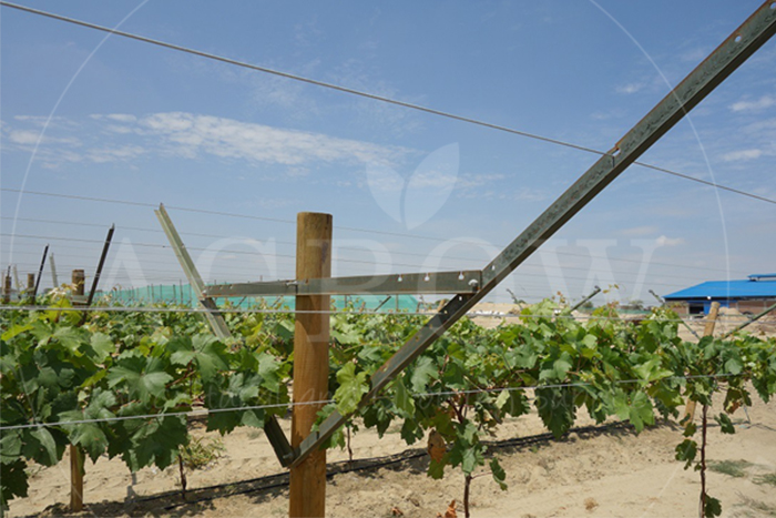 Trellis for grape Vineyard trellis and grape vine