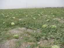 Hybrid good quality red watermelon seeds