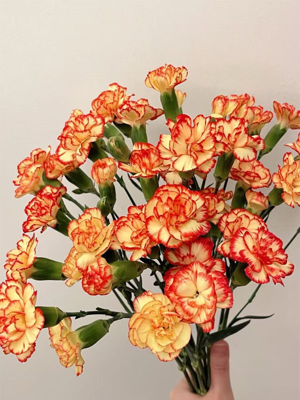 স্প্রে কার্নেশন samba3 Spray carnation samba3