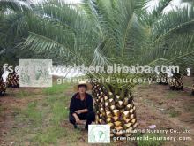 canariensis palm trees nursery