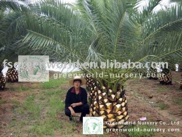 canariensis palm trees nursery