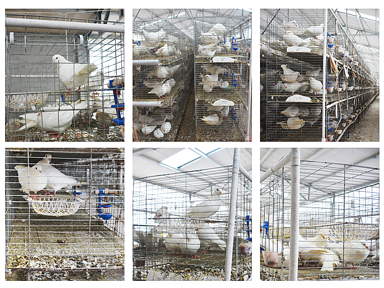 hight quality animal cage pigeon cage