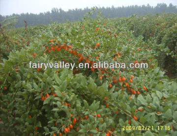 Ningxia Goji Seeds Wolfberry Medlar Seeds For Sowing