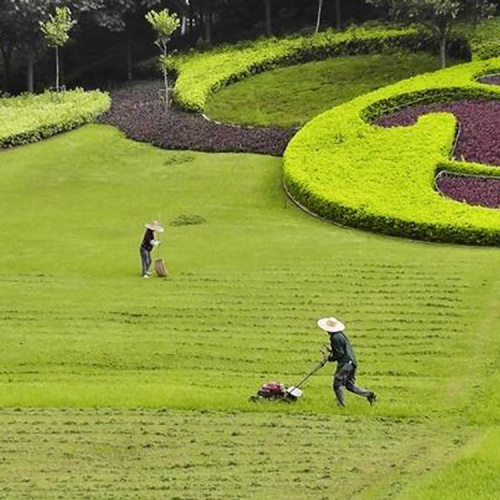 Erbicida agrochimico per riso Dicamba 98%