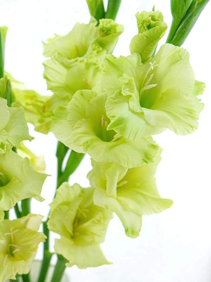 সবুজ গ্ল্যাডিওলাস Green Gladiolus