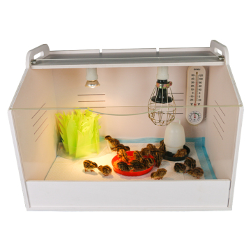 Medium-Sized Chicken Brooder: A Comprehensive Guide for Breeding and Raising Baby Poultry Birds